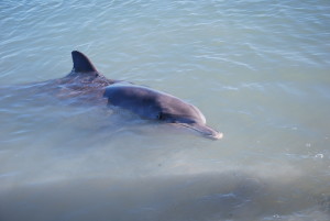 Flipper le dauphin