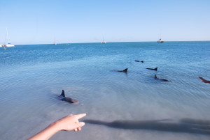 Flipper et ses copains