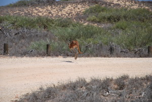 Kangourou jump