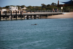 Ailerons de dauphins depuis le bateau à Monkey Mia
