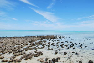 Stomatolithes de Hamelin Pool