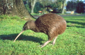 Kiwi