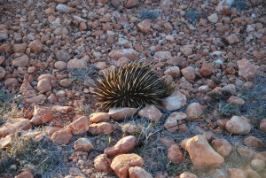 Echidna