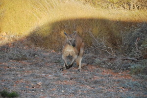 Kangourous