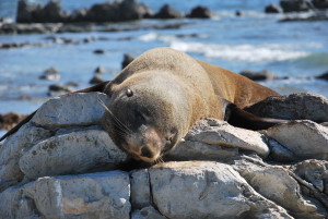 dur dur la sieste