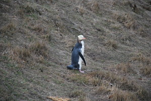 Penguin