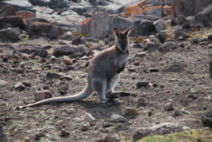 Et bien sûr les wallabies de Benett sont là aussi