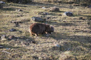 Maman wombat et son bébé