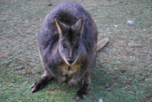 Pademelon