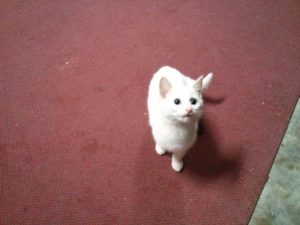 IMG_20160519_221420