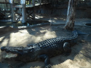 Crocodile mâle de 5m