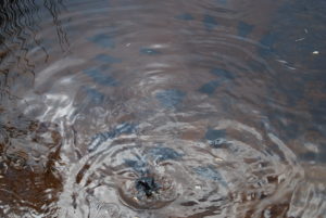 Tortues d'eau douce du lac Allom