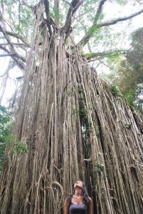 Curtain Fig Tree